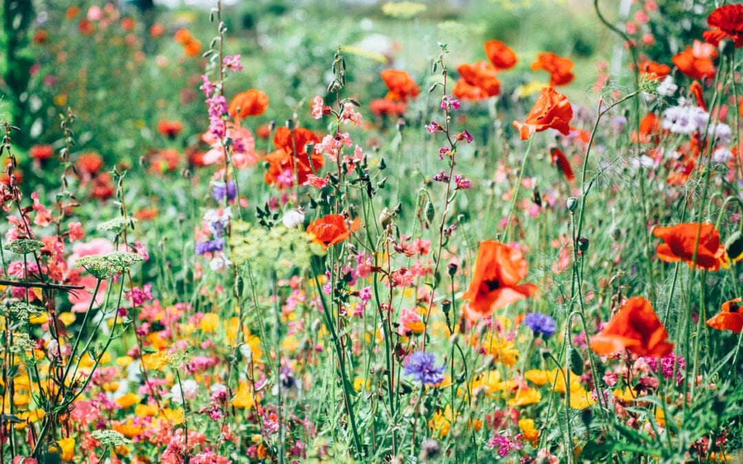 Ureist Blomsterglede Pa Fornebu U Reist Skaper Gront Liv Pa Tak Og Mellom Husene