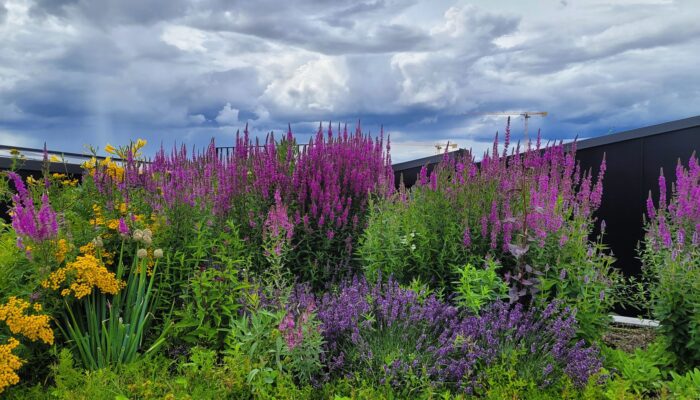 Grønne tak mot ekstremvær