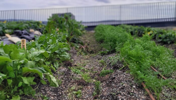 Ureiste råvarer på Økern Portal